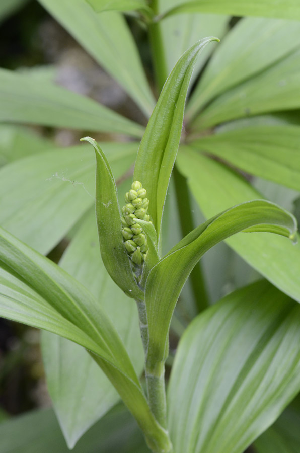 Veratrum album / Veratro comune